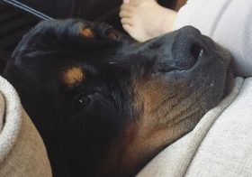 Awww, he missed his auntie so much, he just wants to be close all the time. #dogsofinstagram #rottweiler #dogaunt [instagram]