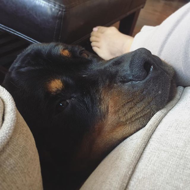 Awww, he missed his auntie so much, he just wants to be close all the time. #dogsofinstagram #rottweiler #dogaunt [instagram]