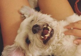 The scruffmonster always gets his way…  Cc: @sharoool #terriermix #dogsofinstagram [instagram]
