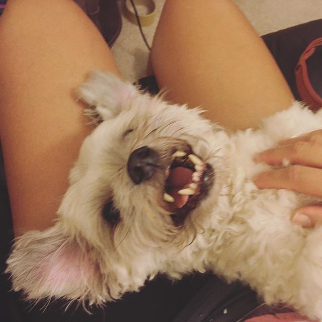 The scruffmonster always gets his way...  Cc: @sharoool #terriermix #dogsofinstagram [instagram]
