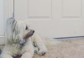 Awwww! Daisy's waiting for her mama @amandadrifts by the front door. #dogsofinstgram #terriermix #dogaunt [instagram]