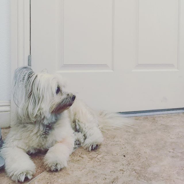 Awwww! Daisy's waiting for her mama @amandadrifts by the front door. #dogsofinstgram #terriermix #dogaunt [instagram]
