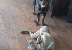 St. George slays the dragon. Actors: K as the dragon. H as the confused knight #dogsofinstagram #rottweiler #weimaraner #dogaunt #sundayfunday [instagram]