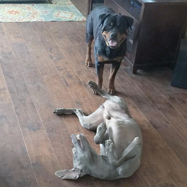 St. George slays the dragon. Actors: K as the dragon. H as the confused knight #dogsofinstagram #rottweiler #weimaraner #dogaunt #sundayfunday [instagram]