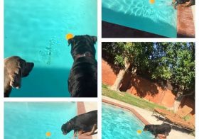 Dude your ball is in the water… I can do this. I can do this… *splash* #rottweiler #dogsofinstagram #dogaunt [instagram]