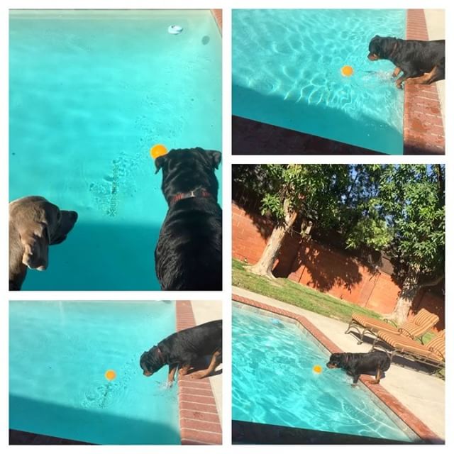 Dude your ball is in the water... I can do this. I can do this... *splash* #rottweiler #dogsofinstagram #dogaunt [instagram]