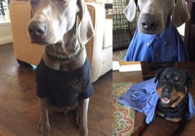 K the #weimaraner isn't too happy when as him to pose. Meanwhile, H the #rottweiler always has a smile for me. #dogsofinstagram #dogaunt #pupsincostumes [instagram]