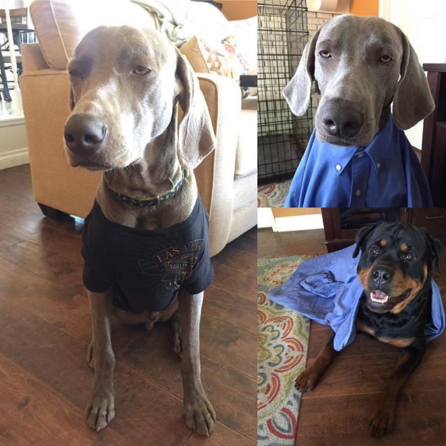 K the #weimaraner isn't too happy when as him to pose. Meanwhile, H the #rottweiler always has a smile for me. #dogsofinstagram #dogaunt #pupsincostumes [instagram]