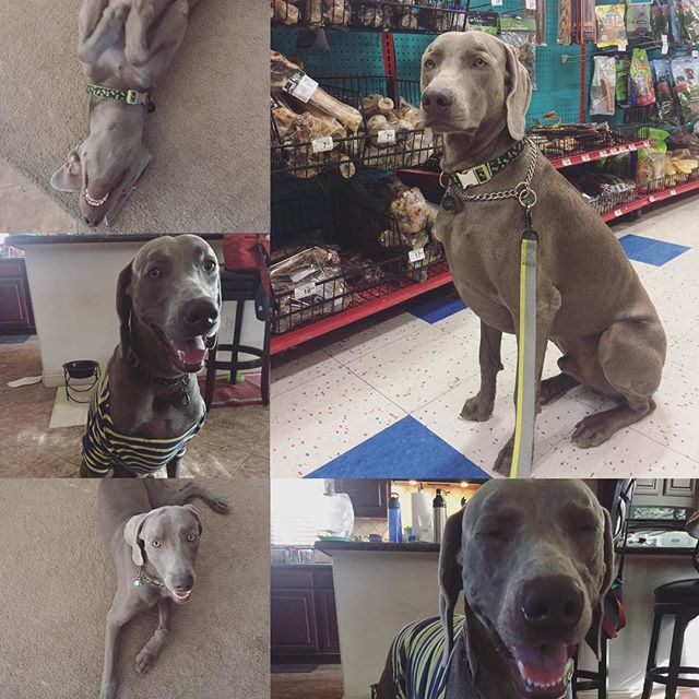 The many faces of Kingston #weimaraner #dogsofinsta #dogaunt [instagram]