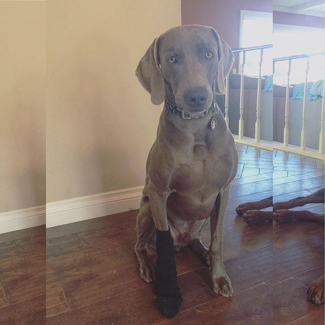 Dobby is free! ^_^ #harrypotter #hp #weimaraner #dogsofinsta #dogaunt [instagram]