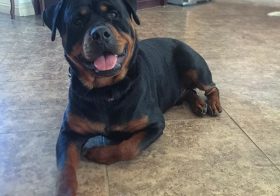 Meanwhile, this guy is a cuddly bear. #rottweiler #dogsofinsta #dogaunt [instagram]