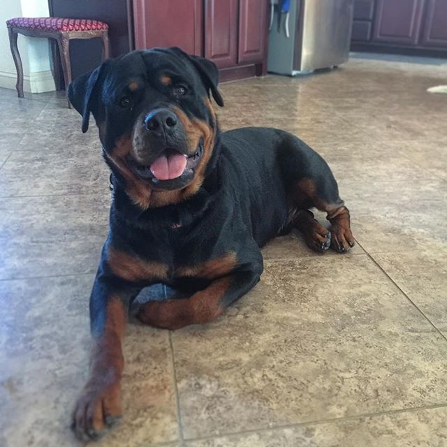 Meanwhile, this guy is a cuddly bear. #rottweiler #dogsofinsta #dogaunt [instagram]