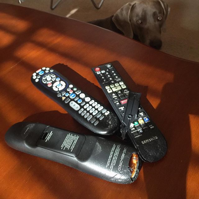 Remote 0 - 3 Kingston. At least 2 out of 3 (including the replacement) still work! +_+ #weimaraner #dogsofinsta #dogaunt [instagram]