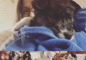Helped out @bloom2b w/ her foster #puppies tonight. So. Much. Cuteness! I wish I can adopt all four! #pupsofinstagram #fluffy #shepherdmix #huskypuppy [instagram]