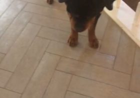 Hendrix the Brave was protecting his mum from the evil vacuum… Then, Kingston steps in & says, "You numpty, didn't you hear mum? She said leave it!" #dogsofinsta #rottweiler #weimaraner #dogaunt [instagram]