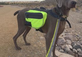 K's run pack worked like a charm on my 5mi recovery run. He had his own water & ate one banana biscuit and two chicken liver nibbles for nutrition. lol #nuunlife #trailrunning #taur #ultrarunning #ar50 #training #weimaraner #dogsofinsta [instagram]