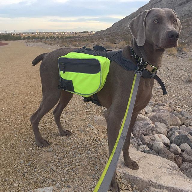 K's run pack worked like a charm on my 5mi recovery run. He had his own water & ate one banana biscuit and two chicken liver nibbles for nutrition. lol #nuunlife #trailrunning #taur #ultrarunning #ar50 #training #weimaraner #dogsofinsta [instagram]