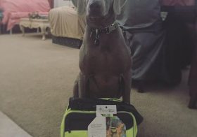 #tbt K opened his Xmas pressie early & we've gone on a test run w/ it. He's ready for his "long run" (5mi) tomorroz! #weimaraner #dogsofinsta #dogaunt #trailrunning #training [instagram]