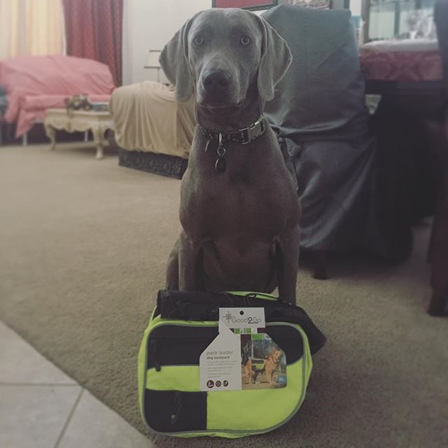 #tbt K opened his Xmas pressie early & we've gone on a test run w/ it. He's ready for his "long run" (5mi) tomorroz! #weimaraner #dogsofinsta #dogaunt #trailrunning #training [instagram]