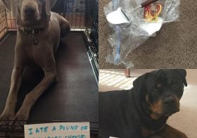 Sorry boys but I gotta do this. #dogshaming #dogsofinsta #weimaraner #rottweiler #dogaunt #whydidgrandpaleavethecheeseout [instagram]