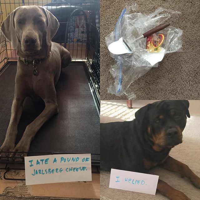 Sorry boys but I gotta do this. #dogshaming #dogsofinsta #weimaraner #rottweiler #dogaunt #whydidgrandpaleavethecheeseout [instagram]