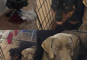Good news: Tree still standing. Not so good: Tree bag removed; so much for easy cleanup. At least they placed themselves in their kennel. Lol #selfcorrectingpups #dogsofinsta #rottweiler #weimaraner #dogaunt #christmastree [instagram]