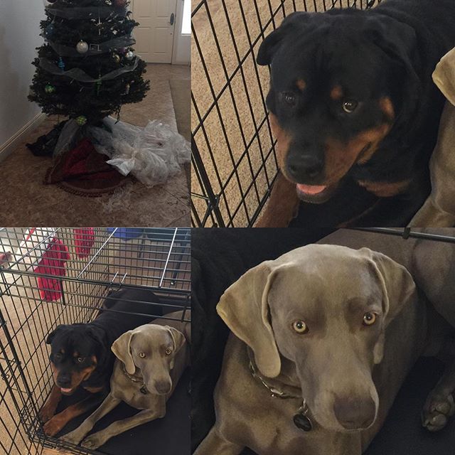 Good news: Tree still standing. Not so good: Tree bag removed; so much for easy cleanup. At least they placed themselves in their kennel. Lol #selfcorrectingpups #dogsofinsta #rottweiler #weimaraner #dogaunt #christmastree [instagram]