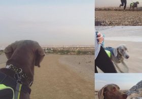 K & I went for a super-short run last night… We couldn't handle the cold. Lol #running #weimaraner #training [instagram]