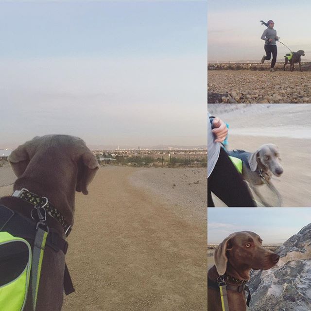 K & I went for a super-short run last night... We couldn't handle the cold. Lol #running #weimaraner #training [instagram]