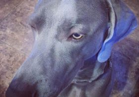 View from above. #weimaraner #dogsofinsta #weimaranersofinstagram #weimaraner_feature #stillapuppy #dogaunt [instagram]
