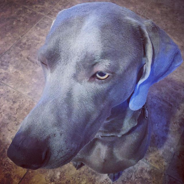 View from above. #weimaraner #dogsofinsta #weimaranersofinstagram #weimaraner_feature #stillapuppy #dogaunt [instagram]