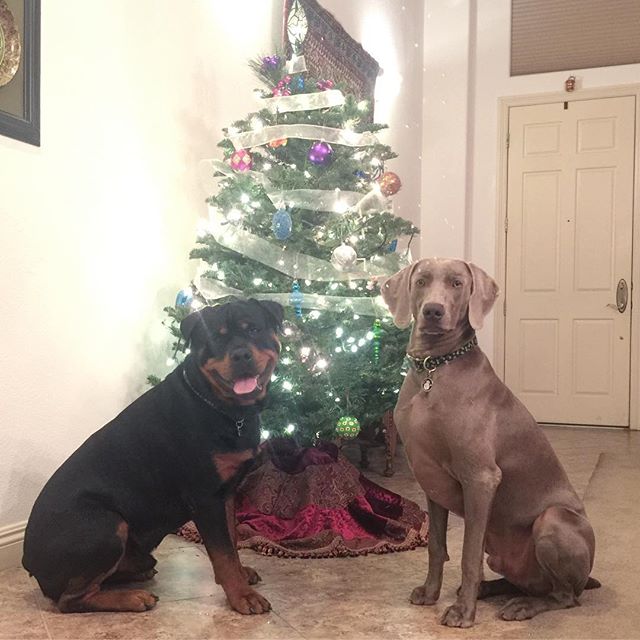 Happy Christmas from H & K. #dogsofinsta #weimaraner #rottweiler #weimaraner_feature #rottweilersofinstagram #weimaranersofinstagram #dogaunt [instagram]