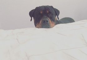 The saddest expression EVAR! H rests his chin on the guest bed where his pops slept.  #rottweiler #holidaydogsitting #dogsofinsta #dogaunt [instagram]