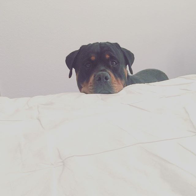 The saddest expression EVAR! H rests his chin on the guest bed where his pops slept.  #rottweiler #holidaydogsitting #dogsofinsta #dogaunt [instagram]