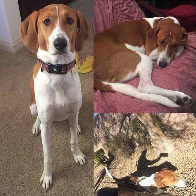 Gonna miss this girl! See ya in Redwood City on March 2017, Ella Bella! #rescuedog #houndmix #dogsofinsta #dogaunt [instagram]