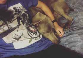 I'm gonna cry when K goes home next week! :'( #weimaraner #weimaranersofinstagram #dogsitting #dogaunt [instagram]
