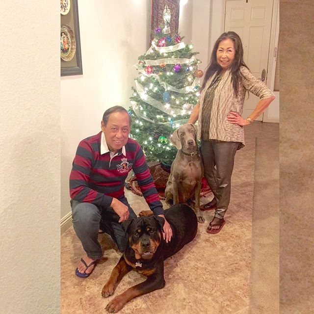 The pups posing with their gramps & gramma. Parentals in flip flops cos we Asian. Lol. Happy New Year! #dogsofinsta #weimaraner #rottweiler [instagram]