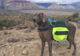 …after the nth photo, K was like, "srsly can we just continue running?!" 🤣#ultratraining #nuunlife #trailrunning #racewithbase #beyondlasvegas #taur #weimaraner #weimaranersofinstagram #weimaraner_feature #dogsofinsta [instagram]