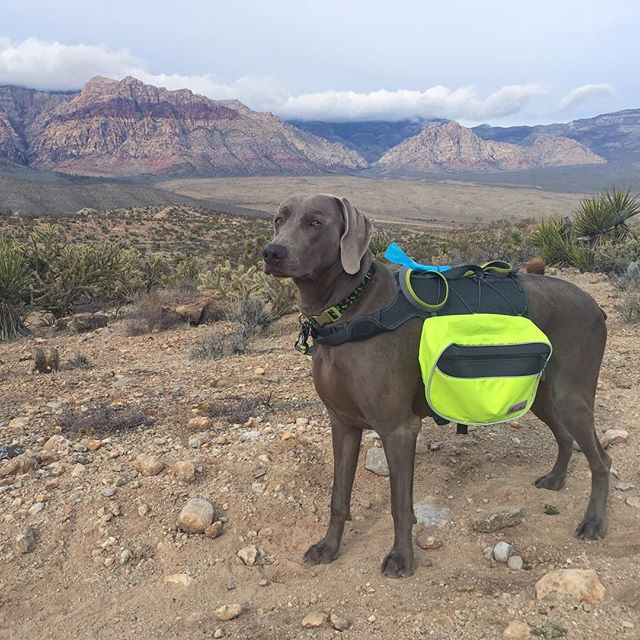 ...after the nth photo, K was like, "srsly can we just continue running?!" 🤣#ultratraining #nuunlife #trailrunning #racewithbase #beyondlasvegas #taur #weimaraner #weimaranersofinstagram #weimaraner_feature #dogsofinsta [instagram]