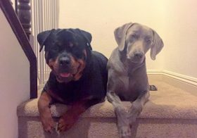 Brothers from another mother! The pups end their Vegas vacay tomorroz. I'm gonna miss them so much. #dogsitting #dogaunt #rottweiler #rottweilersofinstagram #weimaraner #weimaranersofinstagram #dogsofinsta [instagram]