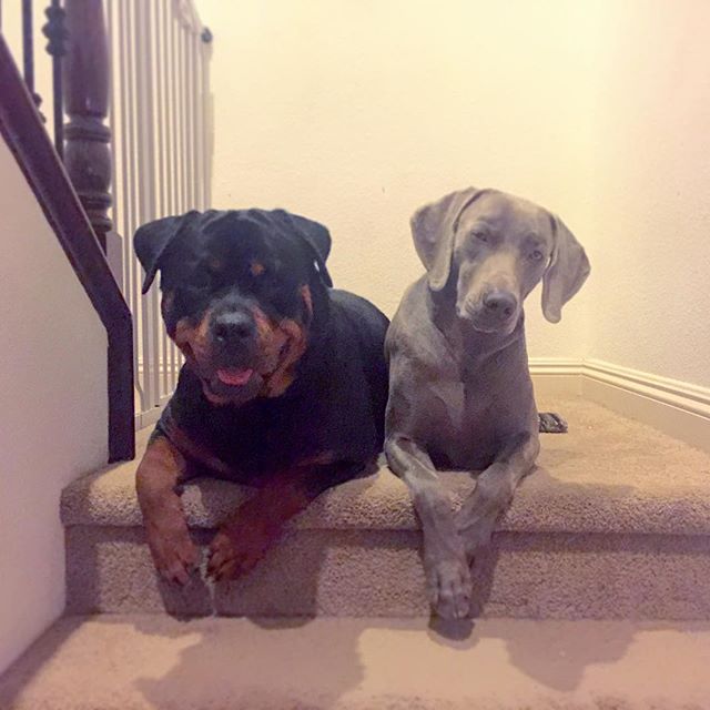 Brothers from another mother! The pups end their Vegas vacay tomorroz. I'm gonna miss them so much. #dogsitting #dogaunt #rottweiler #rottweilersofinstagram #weimaraner #weimaranersofinstagram #dogsofinsta [instagram]
