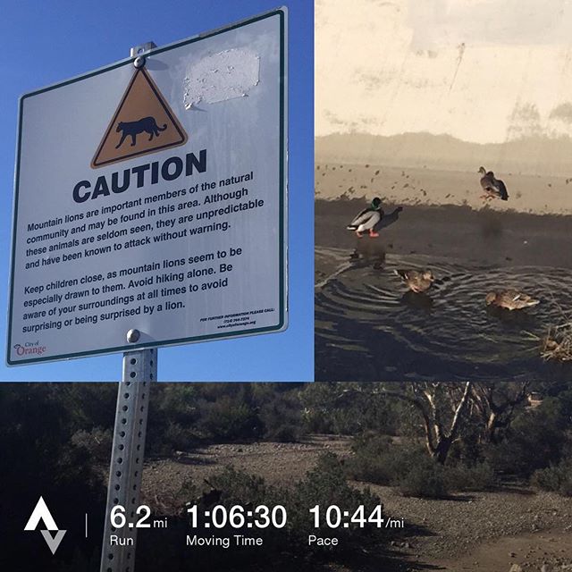 Amazingly saw a bit of nature! on my road run today lol xD #racewithbase #nuunlife #baseperformance  #holidaymiles #orangecounty [instagram]