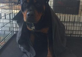 I miss this teddy bear, too. #tbt Hendrix was drying off in his kennel after a cold lap swim. He has his pops' old shirt on for warmth.. lol. #rottweiler #rottweilersofinstagram #dogaunt [instagram]
