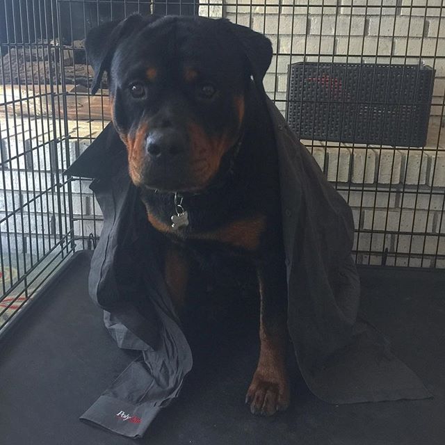 I miss this teddy bear, too. #tbt Hendrix was drying off in his kennel after a cold lap swim. He has his pops' old shirt on for warmth.. lol. #rottweiler #rottweilersofinstagram #dogaunt [instagram]
