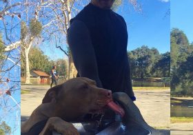 A walk in the park with bro @swayray @amandadrifts and their furbabies @cookiemonsterpitbull & Daisy [instagram]
