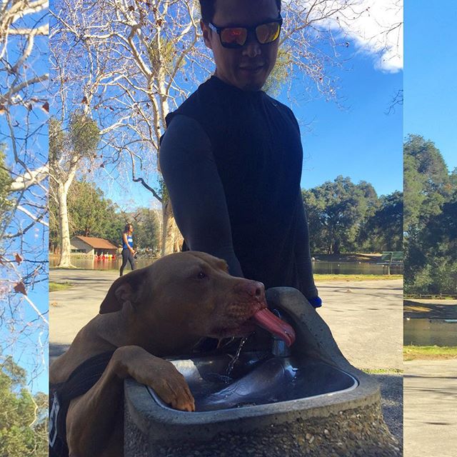A walk in the park with bro @swayray @amandadrifts and their furbabies @cookiemonsterpitbull & Daisy [instagram]
