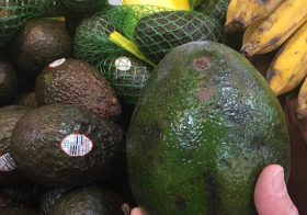 This is not just an avocado. This is an AVOcado! #whoa #floridaavocado #isthisgmo #asianmarketfinds [instagram]