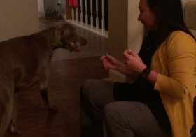 Someone's happy to see his mama! #rottweiler #rottweilersofinstagram #dogsofinsta #weimaraner [instagram]