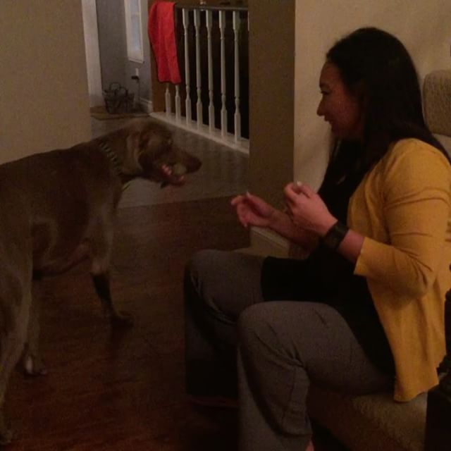 Someone's happy to see his mama! #rottweiler #rottweilersofinstagram #dogsofinsta #weimaraner [instagram]