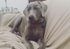 Do Weims wink? ;) #weimaraner #weimaranersofinstagram #weimaraner_feature #dogsitting #dogaunt #imgonnamisshim [instagram]